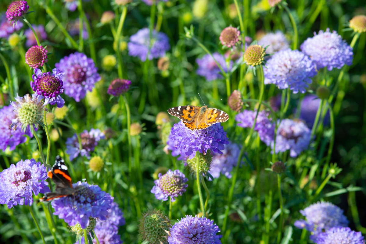 Blumen und Schmetterling in einem Garten