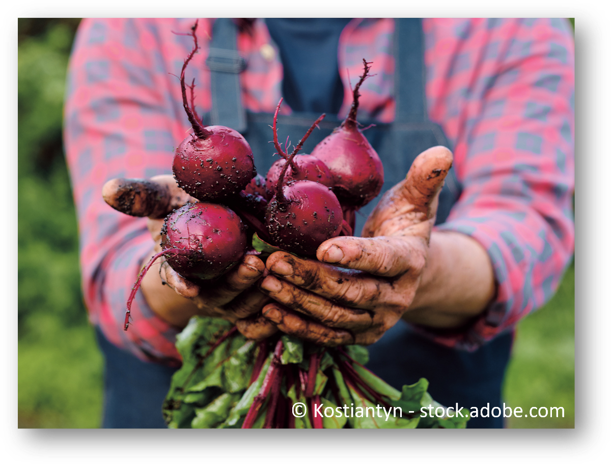 Rote Rüben